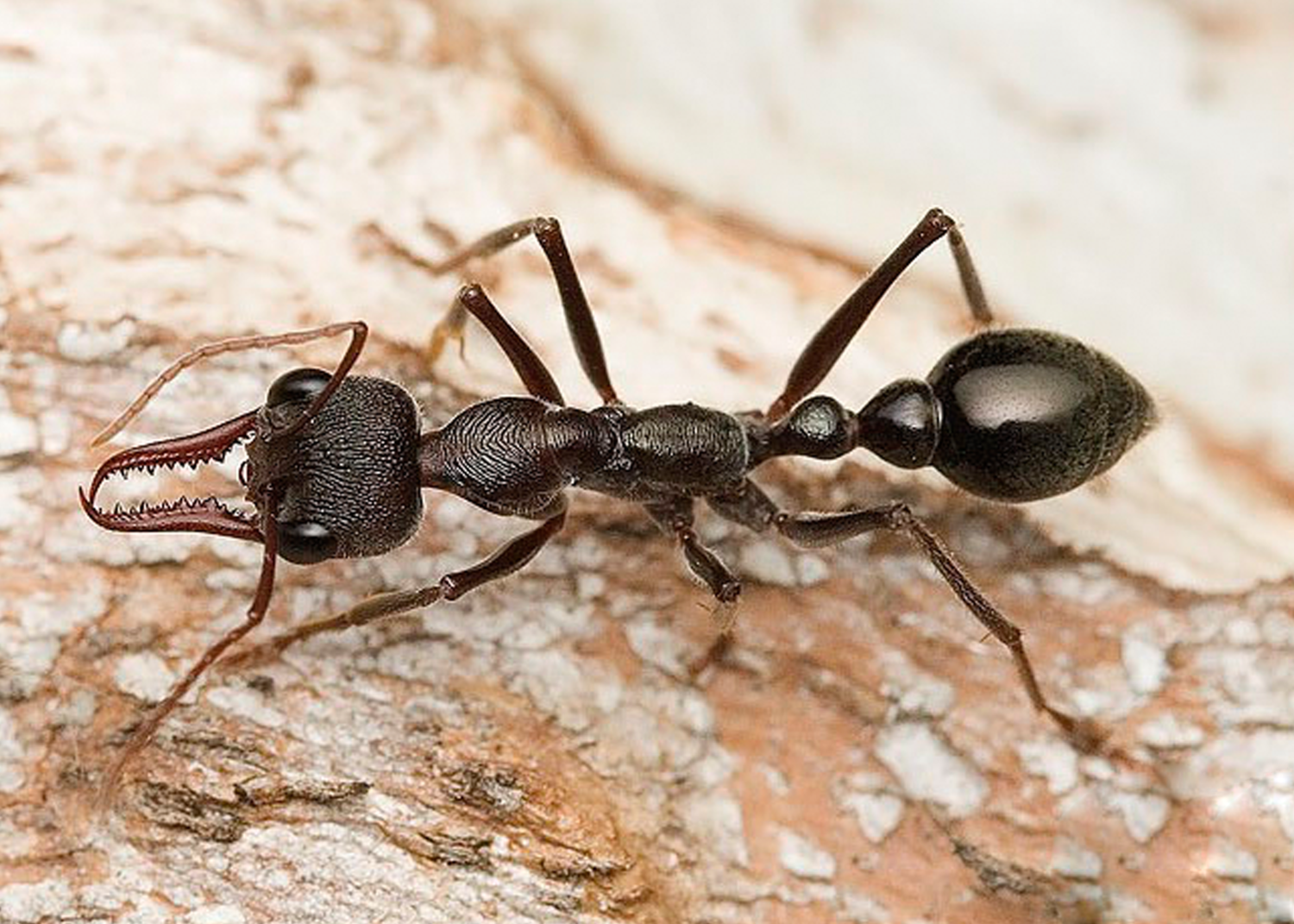 Сколько муравей в мире. Myrmecia brevinoda. Myrmecia pyriformis. Муравей мирмеция приформис. Муравьи Dinoponera gigantea.